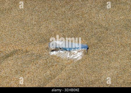Gestrandete windgeblasene Quallen, bekannt als Velella Velella oder By-the-Wind-Seeleute. Am Strand von Morro Bay, Kalifornien, USA Stockfoto