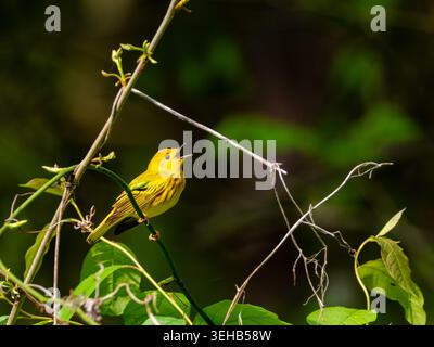 Gelber Grasfänger, Setophaga Petechia, singend im Wald von Ohio Stockfoto