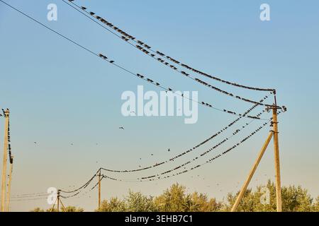 Zahlreiche Vögel, die auf Versorgungsdrähten vor einem klaren blauen Himmel thronten, mit Holzmasten und Baumkronen. Stockfoto