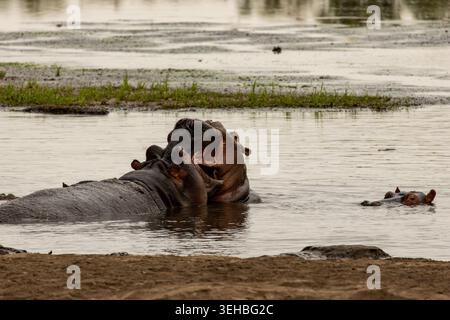 Nahaufnahme zweier Flusspferde mit offenem Kiefer im Amboseli-Nationalpark Kenia Stockfoto