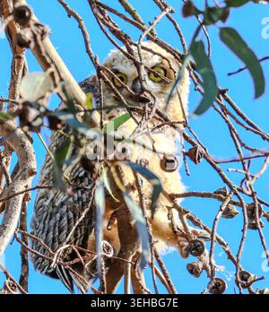 16. Mai 2026, Santa Barbara, CA, USA: Die Geschwister leben in einem hohen Baum, der auf einer Klippe über dem Pazifik thront und bleiben dort, bis sie fliegen können. (Kreditbild: © Amy Katz/ZUMA Press Wire) NUR REDAKTIONELLE VERWENDUNG! Nicht für kommerzielle ZWECKE! Stockfoto
