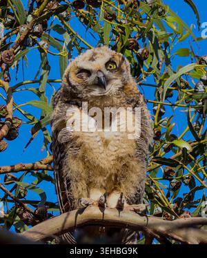 16. Mai 2026, Santa Barbara, CA, USA: Die Geschwister leben in einem hohen Baum, der auf einer Klippe über dem Pazifik thront und bleiben dort, bis sie fliegen können. (Kreditbild: © Amy Katz/ZUMA Press Wire) NUR REDAKTIONELLE VERWENDUNG! Nicht für kommerzielle ZWECKE! Stockfoto