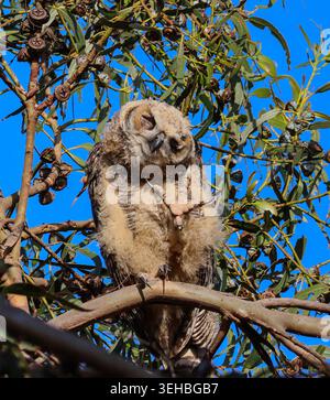 16. Mai 2026, Santa Barbara, CA, USA: Die Geschwister leben in einem hohen Baum, der auf einer Klippe über dem Pazifik thront und bleiben dort, bis sie fliegen können. (Kreditbild: © Amy Katz/ZUMA Press Wire) NUR REDAKTIONELLE VERWENDUNG! Nicht für kommerzielle ZWECKE! Stockfoto