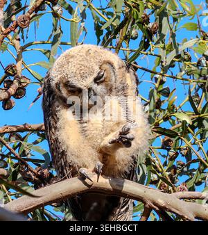 16. Mai 2026, Santa Barbara, CA, USA: Die Geschwister leben in einem hohen Baum, der auf einer Klippe über dem Pazifik thront und bleiben dort, bis sie fliegen können. (Kreditbild: © Amy Katz/ZUMA Press Wire) NUR REDAKTIONELLE VERWENDUNG! Nicht für kommerzielle ZWECKE! Stockfoto