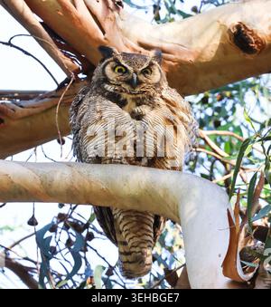 16. Mai 2026, Santa Barbara, CA, USA: Die große Horneule Mama in Eucalyptus Tree im Shoreline Park in Santa Barbara, CA. ... Das ist eine von drei Eulen: Die Geschwister leben in einem hohen Baum, der auf einer Klippe über dem Pazifik thront, mit ihrer Mutter und ihrem Vater und bleiben dort, bis sie fliegen können. (Kreditbild: © Amy Katz/ZUMA Press Wire) NUR REDAKTIONELLE VERWENDUNG! Nicht für kommerzielle ZWECKE! Stockfoto