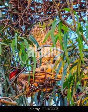 16. Mai 2026, Santa Barbara, CA, USA: Die große Horneule Mama in Eucalyptus Tree im Shoreline Park in Santa Barbara, CA. ... Das ist eine von drei Eulen: Die Geschwister leben in einem hohen Baum, der auf einer Klippe über dem Pazifik thront, mit ihrer Mutter und ihrem Vater und bleiben dort, bis sie fliegen können. (Kreditbild: © Amy Katz/ZUMA Press Wire) NUR REDAKTIONELLE VERWENDUNG! Nicht für kommerzielle ZWECKE! Stockfoto
