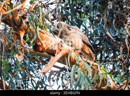16. Mai 2026, Santa Barbara, CA, USA: Die Geschwister leben in einem hohen Baum, der auf einer Klippe über dem Pazifik thront und bleiben dort, bis sie fliegen können. (Kreditbild: © Amy Katz/ZUMA Press Wire) NUR REDAKTIONELLE VERWENDUNG! Nicht für kommerzielle ZWECKE! Stockfoto