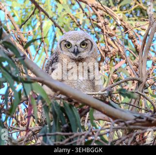 16. Mai 2026, Santa Barbara, CA, USA: Die Geschwister leben in einem hohen Baum, der auf einer Klippe über dem Pazifik thront und bleiben dort, bis sie fliegen können. (Kreditbild: © Amy Katz/ZUMA Press Wire) NUR REDAKTIONELLE VERWENDUNG! Nicht für kommerzielle ZWECKE! Stockfoto