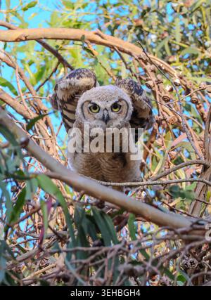 16. Mai 2026, Santa Barbara, CA, USA: Die Geschwister leben in einem hohen Baum, der auf einer Klippe über dem Pazifik thront und bleiben dort, bis sie fliegen können. (Kreditbild: © Amy Katz/ZUMA Press Wire) NUR REDAKTIONELLE VERWENDUNG! Nicht für kommerzielle ZWECKE! Stockfoto