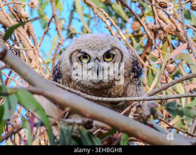 16. Mai 2026, Santa Barbara, CA, USA: Die Geschwister leben in einem hohen Baum, der auf einer Klippe über dem Pazifik thront und bleiben dort, bis sie fliegen können. (Kreditbild: © Amy Katz/ZUMA Press Wire) NUR REDAKTIONELLE VERWENDUNG! Nicht für kommerzielle ZWECKE! Stockfoto