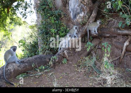 Grüne Meerkatze/Meerkatze/Cercopithecus aethiops Stockfoto