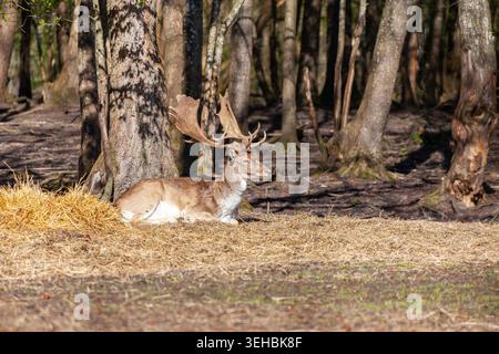 Majestätischer Damhirsch mit großen Geweihen auf Stroh in Waldlichtung, beleuchtet durch warmes Sonnenlicht in natürlicher Umgebung. Stockfoto