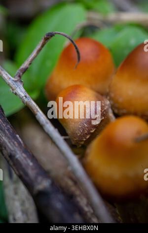Makroaufnahme von wilden braunen Pilzen zwischen grünen Blättern und trockenen Ästen auf dem Waldboden. Stockfoto