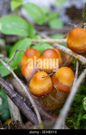 Nahaufnahme einer Gruppe kleiner wilder Pilze mit leuchtend orange-braunen Kappen, die zwischen Zweigen und grünem Moos auf dem Waldboden wachsen Stockfoto