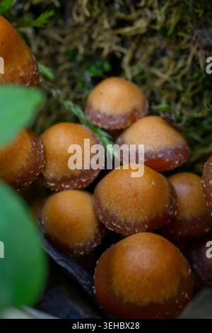 Nahaufnahme einer dichten Ansammlung kleiner Wildpilze gegen feuchtes Moos und Waldboden. Stockfoto