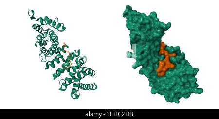Zur Struktur von adenomatöser Polyposis coli (APC, grün) und Peptidinhibitor (braun). 3D-Cartoon- und molekulare Oberflächenmodelle, pdb 5iz6 Stockfoto