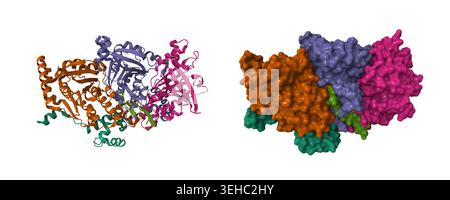 Kryo-EM-Struktur eines humanen BCDX2-ssDNA-Komplexes. 3D-Cartoon- und Moleküloberflächenmodelle, Farbschema für Kettenkennung, pdb 8gbj, weißer Hintergrund Stockfoto