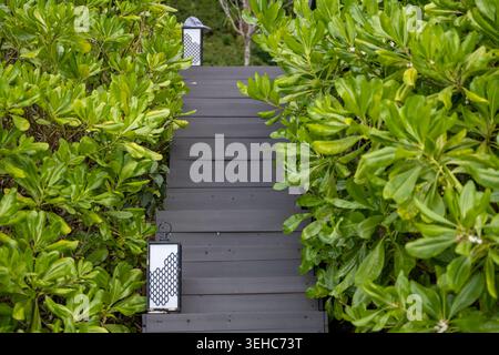 Hölzerner Fußweg umgeben von dichten tropischen Pflanzen am Tubkaek Beach Krabi Thailand. Stockfoto