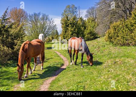Pferde, die an einem sonnigen Frühlingstag auf einer Wiese weiden Stockfoto