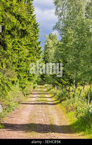 Sonniger Tag in einem Wald auf einer Schotterstraße Stockfoto