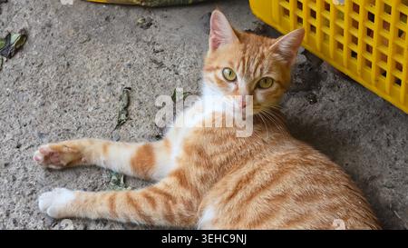 Ingwerkatze mit weißen Pfoten, die draußen liegen und in die Kamera schauen Stockfoto