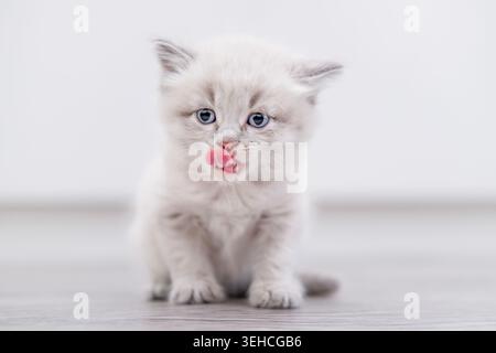Ein graues flauschiges Kätzchen sitzt drinnen auf einem hellen Holzboden und leckt sich selbst. Stockfoto