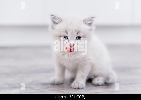 Ein graues flauschiges Kätzchen sitzt drinnen auf einem hellen Holzboden und leckt sich selbst. Stockfoto