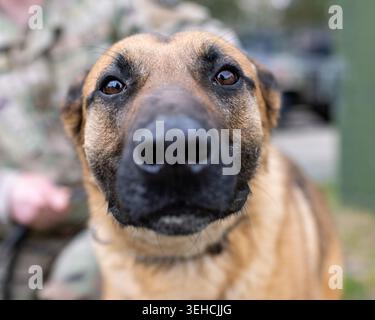 Mario, der dem Combined Military Working Dog Detachment–Europe, der 18. Military Police Brigade, zugeteilt wurde Stockfoto