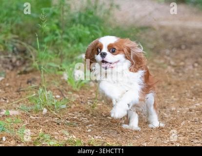 kavalierkönig charles, der in der Natur wohnt, in einem Garten Stockfoto