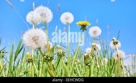 Blowballs, falsche Samenköpfe eines Löwenzahn, selektiver Fokus. Stockfoto