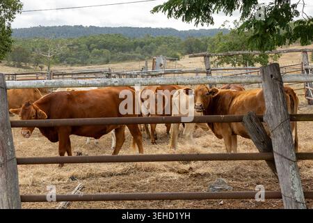 Rinder, die in einem Viehhof auf einem ländlichen Grundstück in Queensland, Australien, bei trockenen saisonalen Bedingungen stehen. Stockfoto