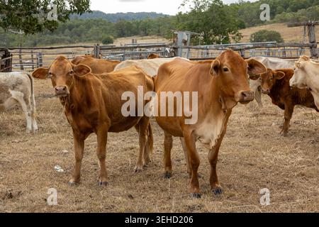 Rinder, die in einem Viehhof auf einem ländlichen Grundstück in Queensland, Australien, bei trockenen saisonalen Bedingungen stehen. Stockfoto
