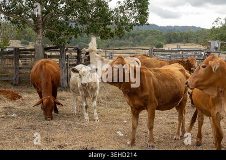 Rinder, die in einem Viehhof auf einem ländlichen Grundstück in Queensland, Australien, bei trockenen saisonalen Bedingungen stehen. Stockfoto