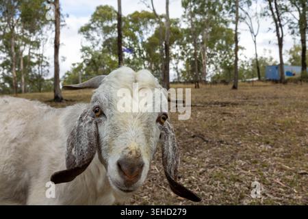 Weiße Ziege, die neben einem Eukalyptusbaum in einem ländlichen Paddock in Queensland steht, umgeben von einheimischem australischem Buschland. Stockfoto