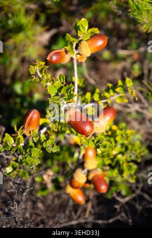 Quercus coccifera (Kermes-Eiche) Eicheln Stockfoto