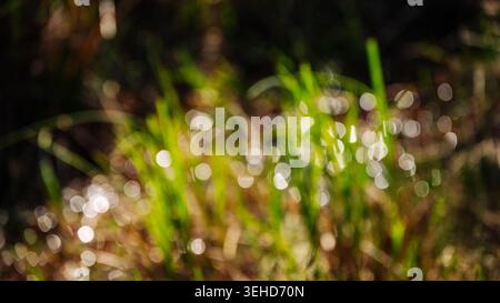Sonnenlicht scheint auf nassem Gras auf einem Feld während der frühen Morgenstunden an einem klaren Tag im Frühling Stockfoto