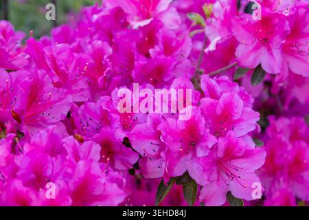 Azalea (Rhododendron) mit leuchtend fuchsiafarbenen Blüten Stockfoto
