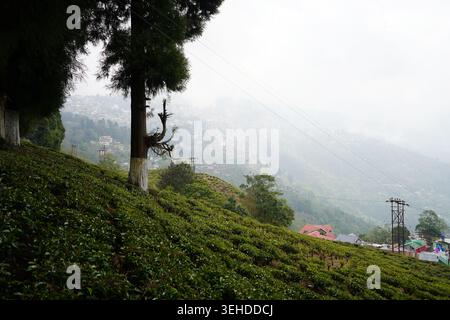 Nebliger Berghang mit Teegarten-Plantage und hohen Kiefern in Darjeeling Stockfoto