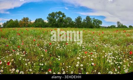 Wildblumenwiese in voller Blüte mit leuchtend roten Mohnblumen und weißen Gänseblümchen unter einem hellblauen Himmel. Das üppige Grün und die weit entfernten Bäume schaffen Frieden Stockfoto