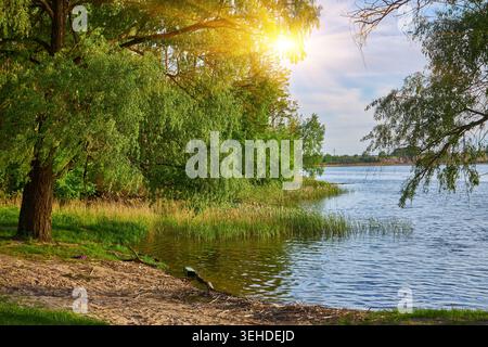 Eine anmutige Trauerweide (Salix babylonica) steht am Ufer eines ruhigen Sees. Stockfoto