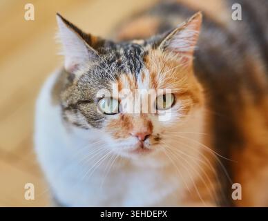 Ein Nahporträt einer dreifarbigen Katze mit grünen Augen, die direkt in die Kamera schauen. Die Katze hat eine weiße Brust und ein weißes Gesicht, mit Flecken aus Orange und b Stockfoto