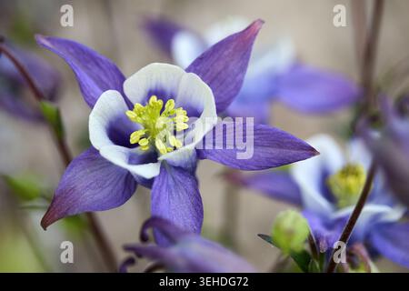Die violette kolumbinenblume blüht im Frühlingsgarten Stockfoto