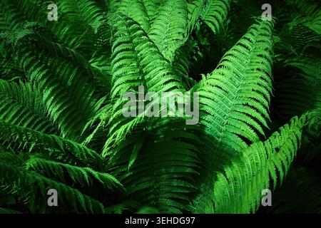 Üppig grüne Farnwedel, die im Schatten des Waldes wachsen Stockfoto