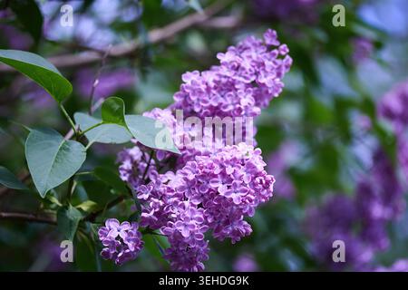 Fliederblumen blühen in einem Frühlingsgarten Stockfoto