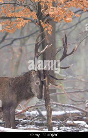 Rotwild, Cervus elaphus, Hirschhütung, Dänemark Stockfoto