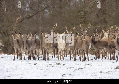 Rotwild, Cervus elaphus, Herde im Schnee, Winter, Dänemark Stockfoto