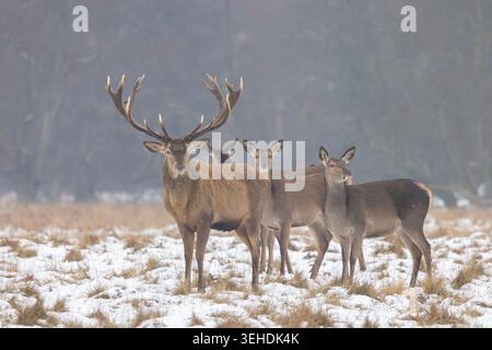 Rotwild, Cervus elaphus, Hirsch und Hintern im Schnee, Winter, Dänemark Stockfoto