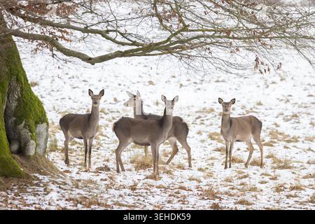 Rotwild, Cervus elaphus, im Schnee, Winter, Dänemark Stockfoto