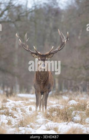 Rotwild, Cervus elaphus, Rotwild im Schnee, Dänemark Stockfoto