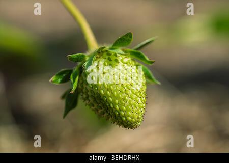 Makronaht unreifer Erdbeeren nach Fragaria x Ananassa bei Sonnenlicht mit geringer Schärfentiefe. Grüne Beerenfrüchte mit Samenstruktur, Frische und Stockfoto